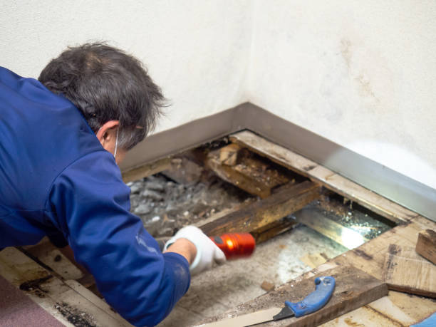 Best Affordable Mold Removal  in Wadesboro, NC