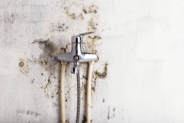 Best Mold Removal Specialists  in Wadesboro, NC