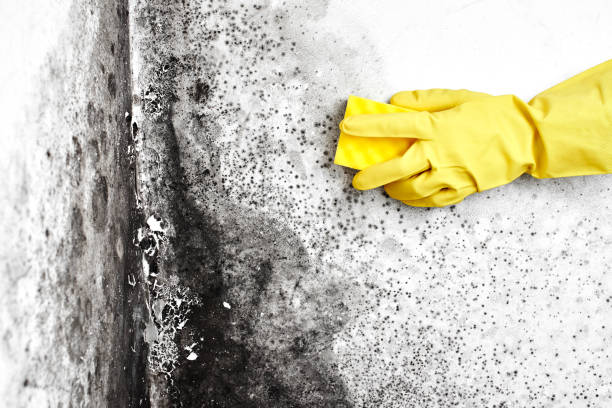 Best Mold Removal and Inspection  in Wadesboro, NC