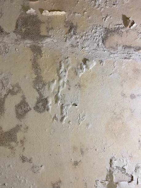 Best Mold Testing  in Wadesboro, NC