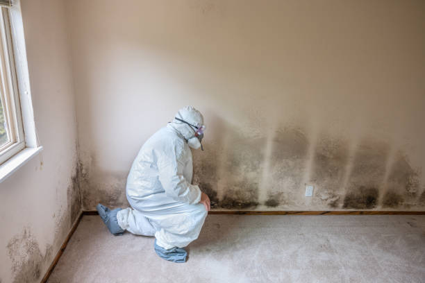 Trusted Wadesboro, NC Mold Removal Experts