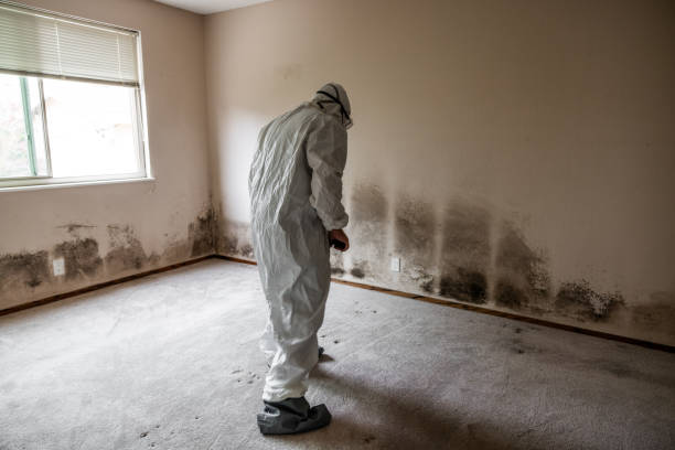 Best Mold Damage Repair  in Wadesboro, NC