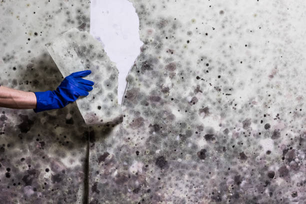 Mold Removal and Inspection in Wadesboro, NC