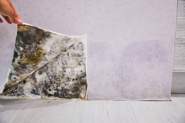 Best Certified Mold Removal  in Wadesboro, NC